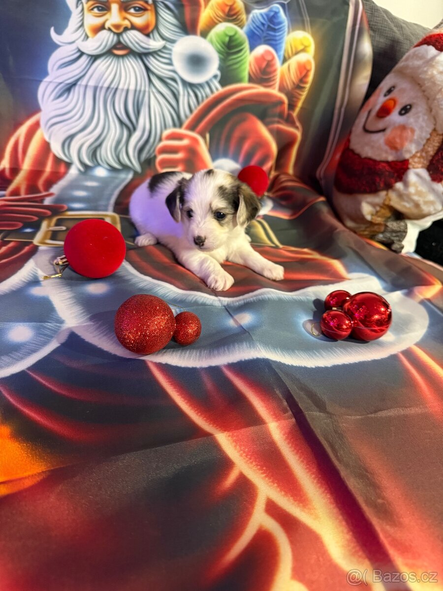 Krásné štěňata - 3