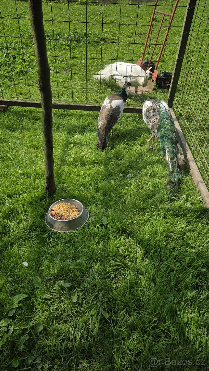 Páv a pávice straky. - 3