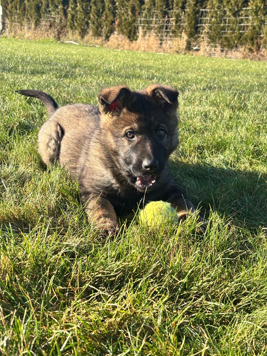 Nemecký ovčák - 3