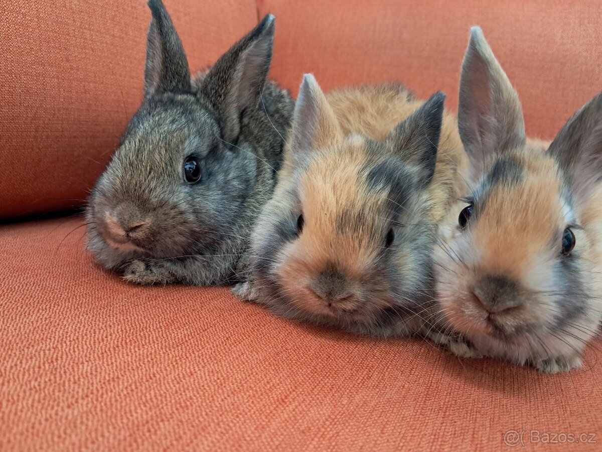 Prodám králíčky, 2 vrhy - 3