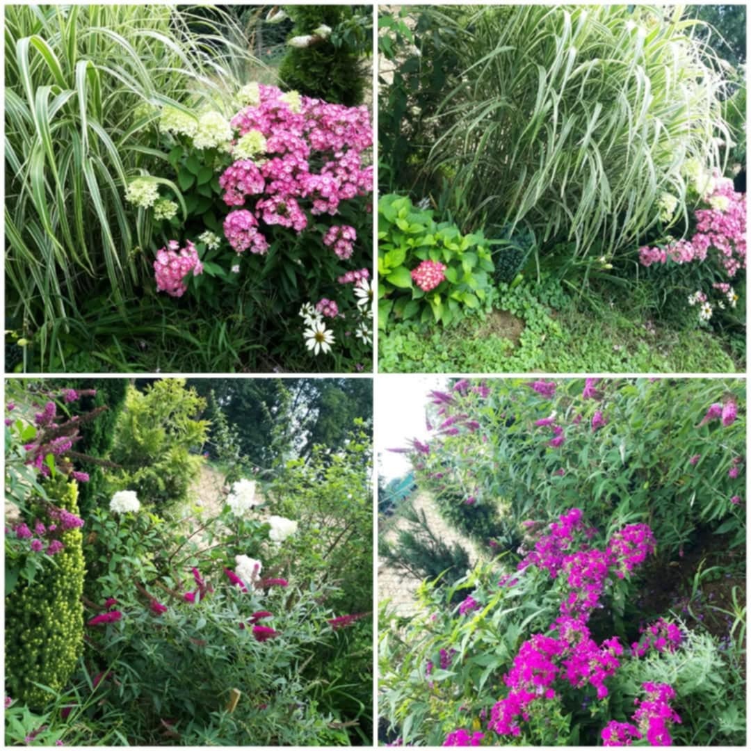 Nabízím osazení vaší zahrady - 3