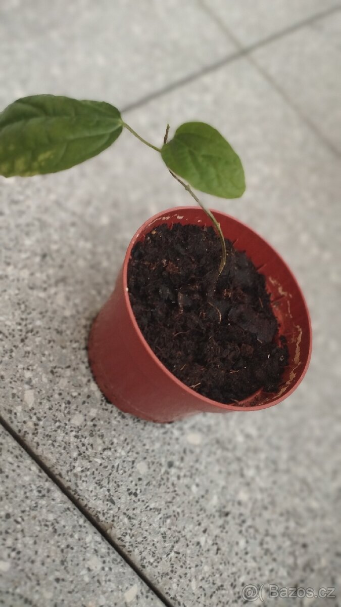 Klerodendrum Thompsonovo - 3