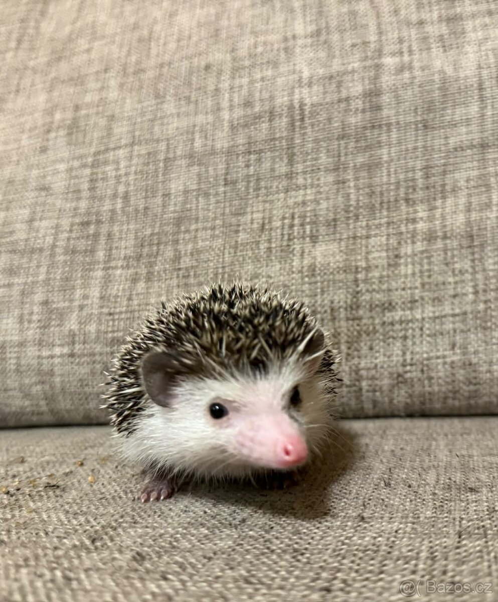 Ježek bělobřichý - 3