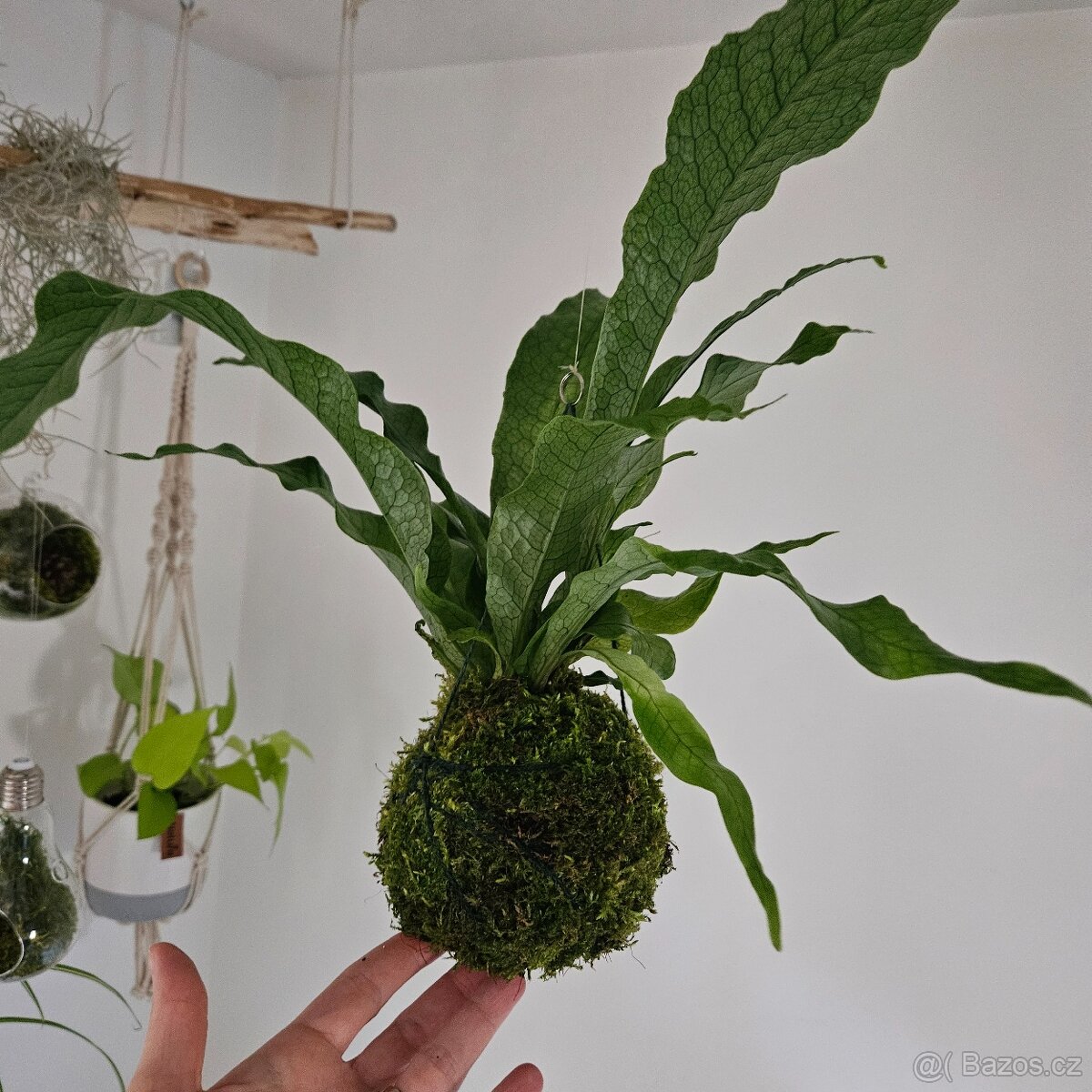 Kokedama s kapradinou - 3