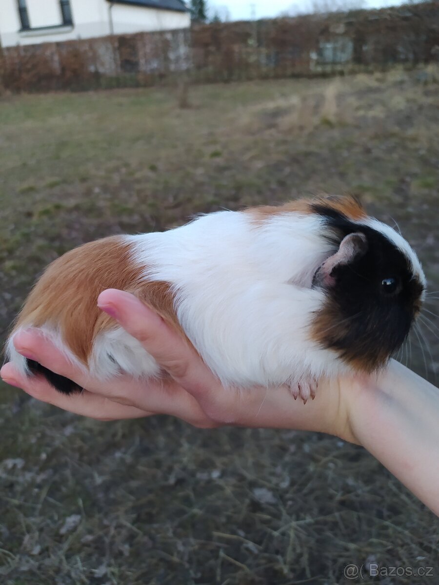 Morčata, morče - 3