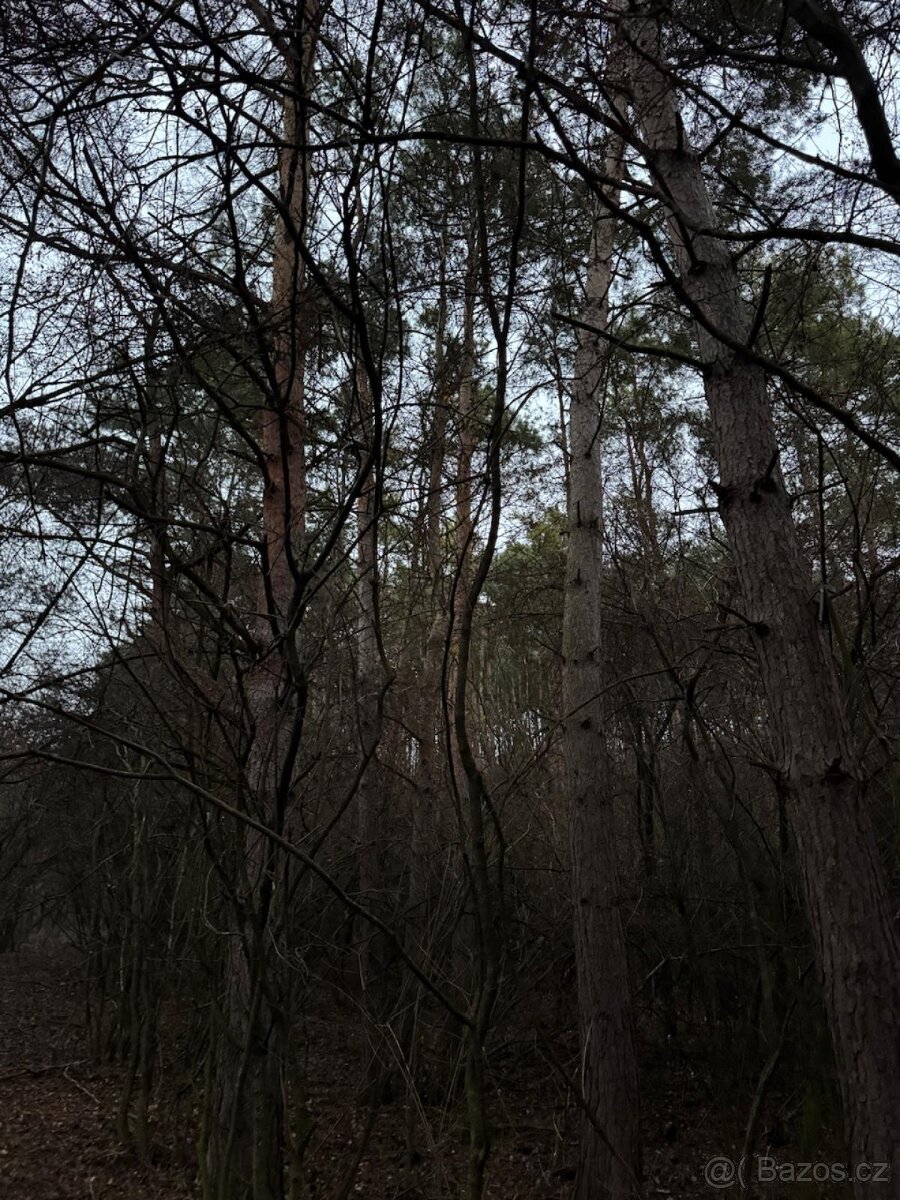 Prodej lesního pozemku k.ú. Vinaře - 3