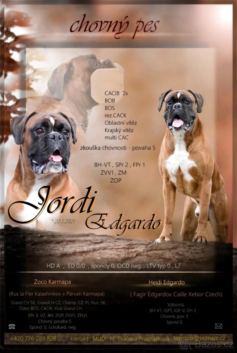 Německý boxer - krytí - 3