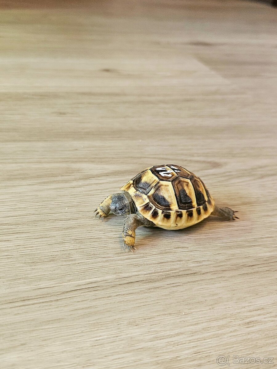 Želva zelenavá - 3