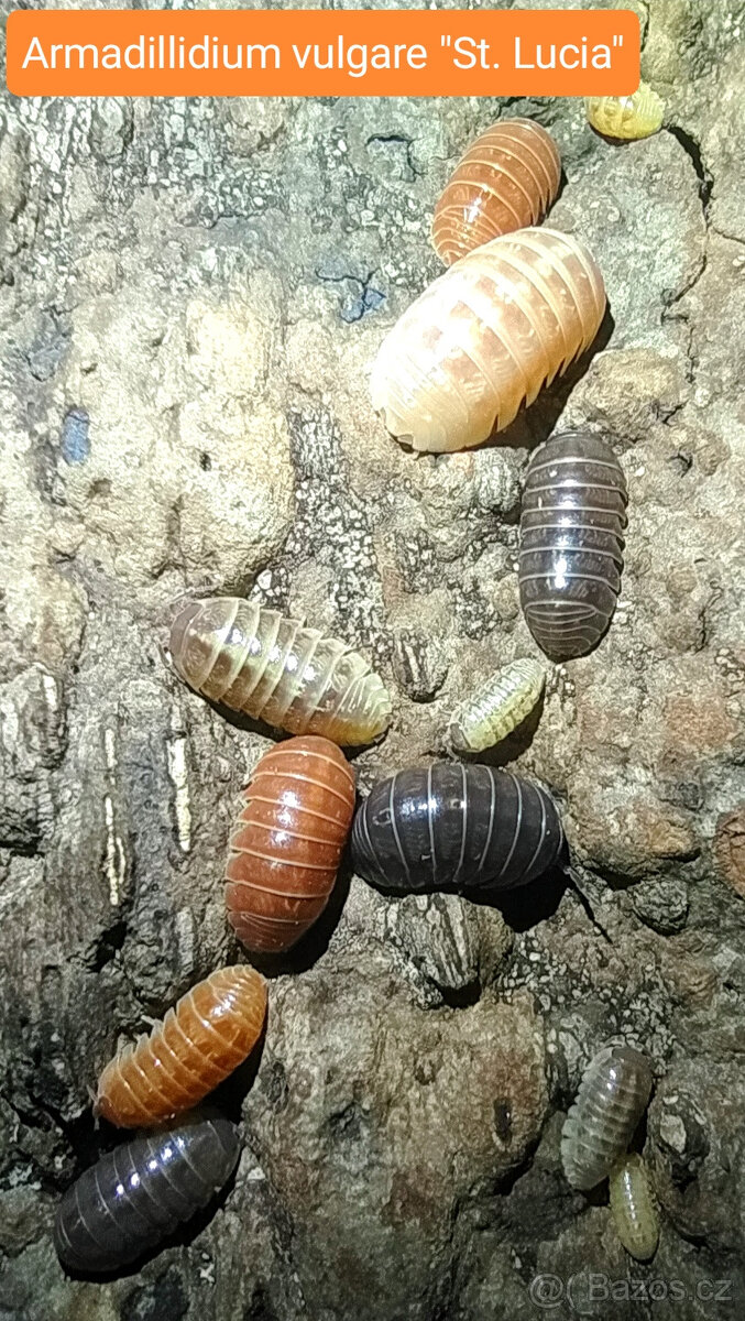 Isopody - nabídka - 3