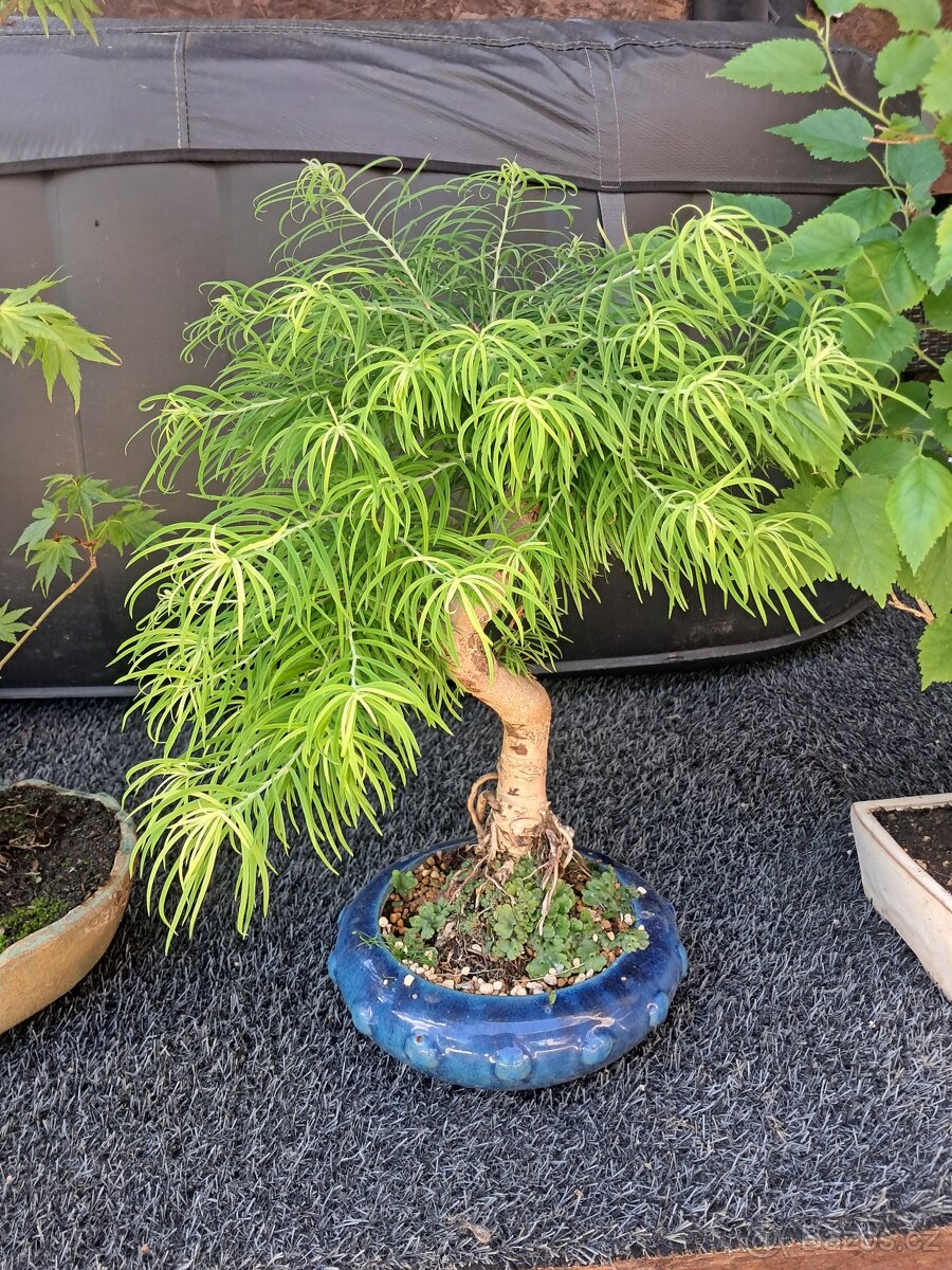Bonsaj, bonsai - 3