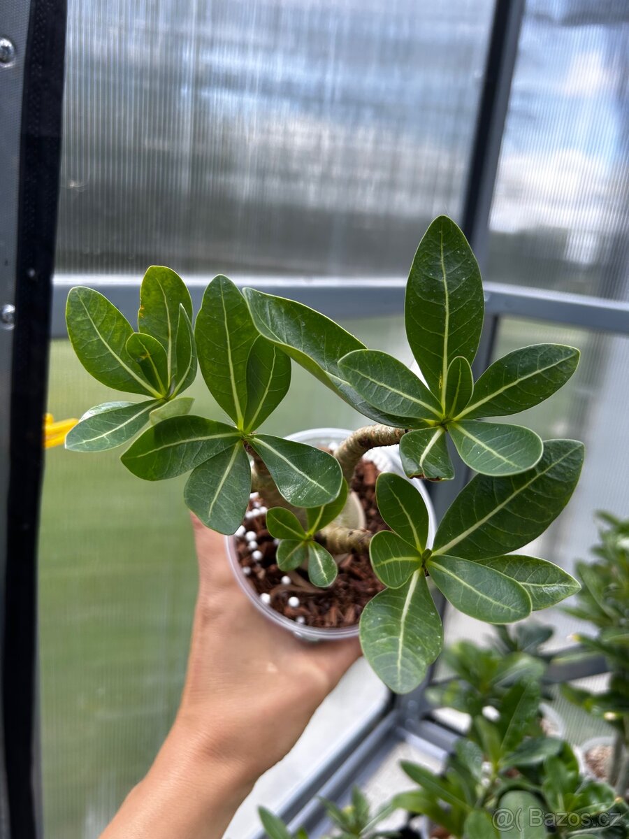 Adenium arabicum - 3