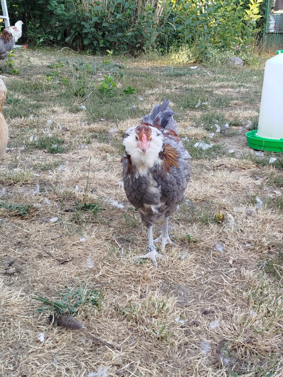 Ameraucana - 3