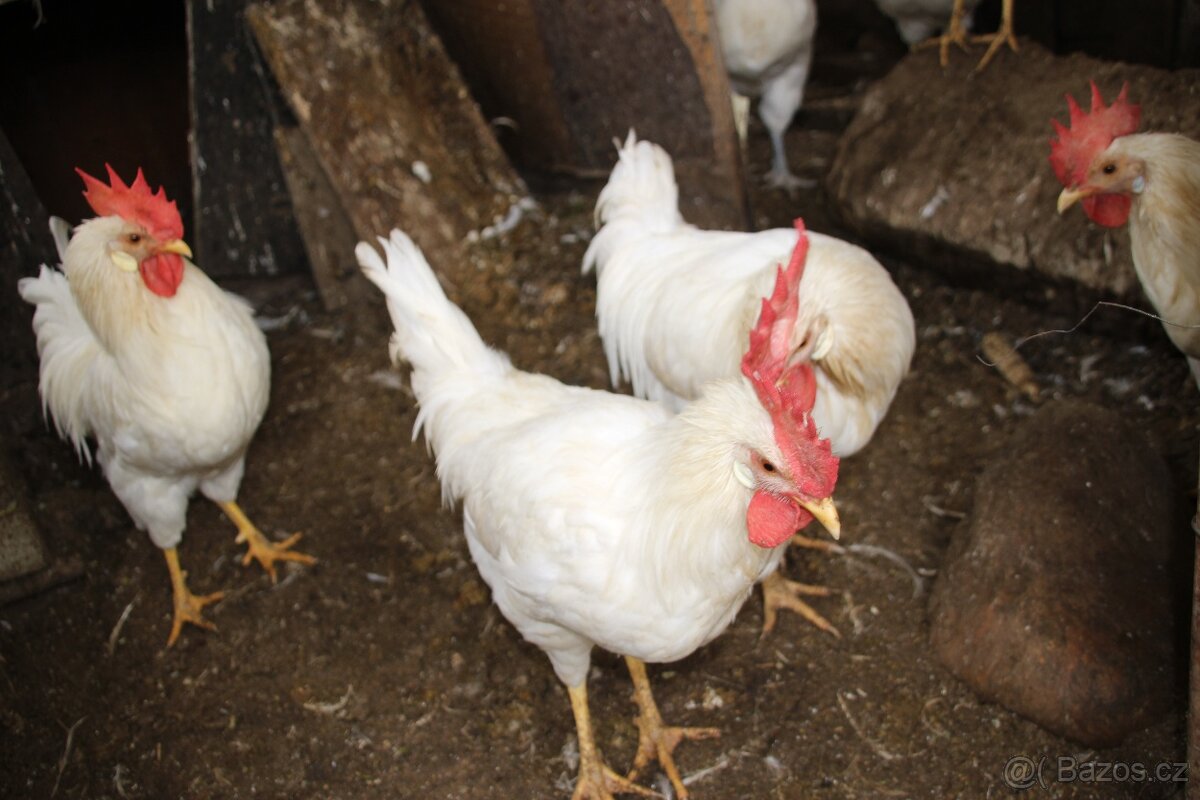 Kohouti leghorn + ayam cemani - 3