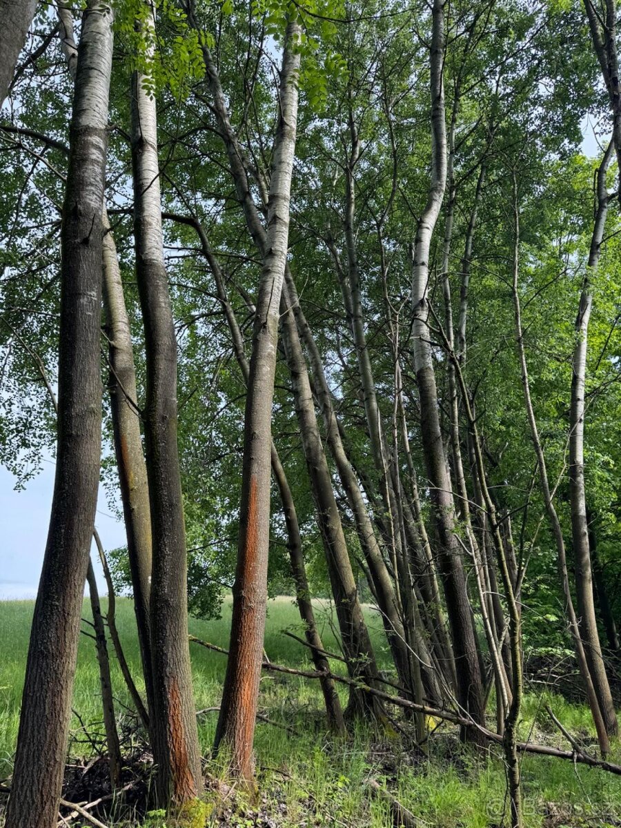 Prodám pozemky v katastrálním území Český Dub - 3