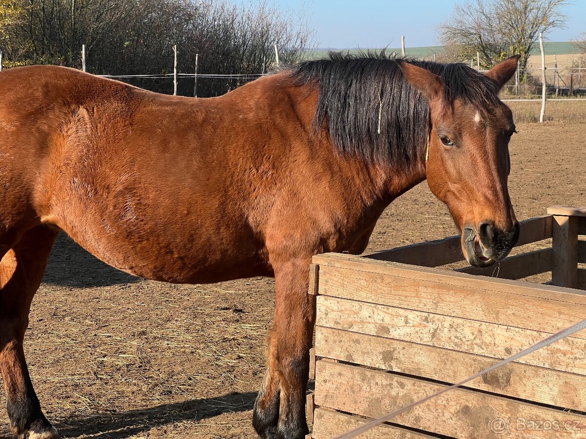 Kobylka na predaj - 3