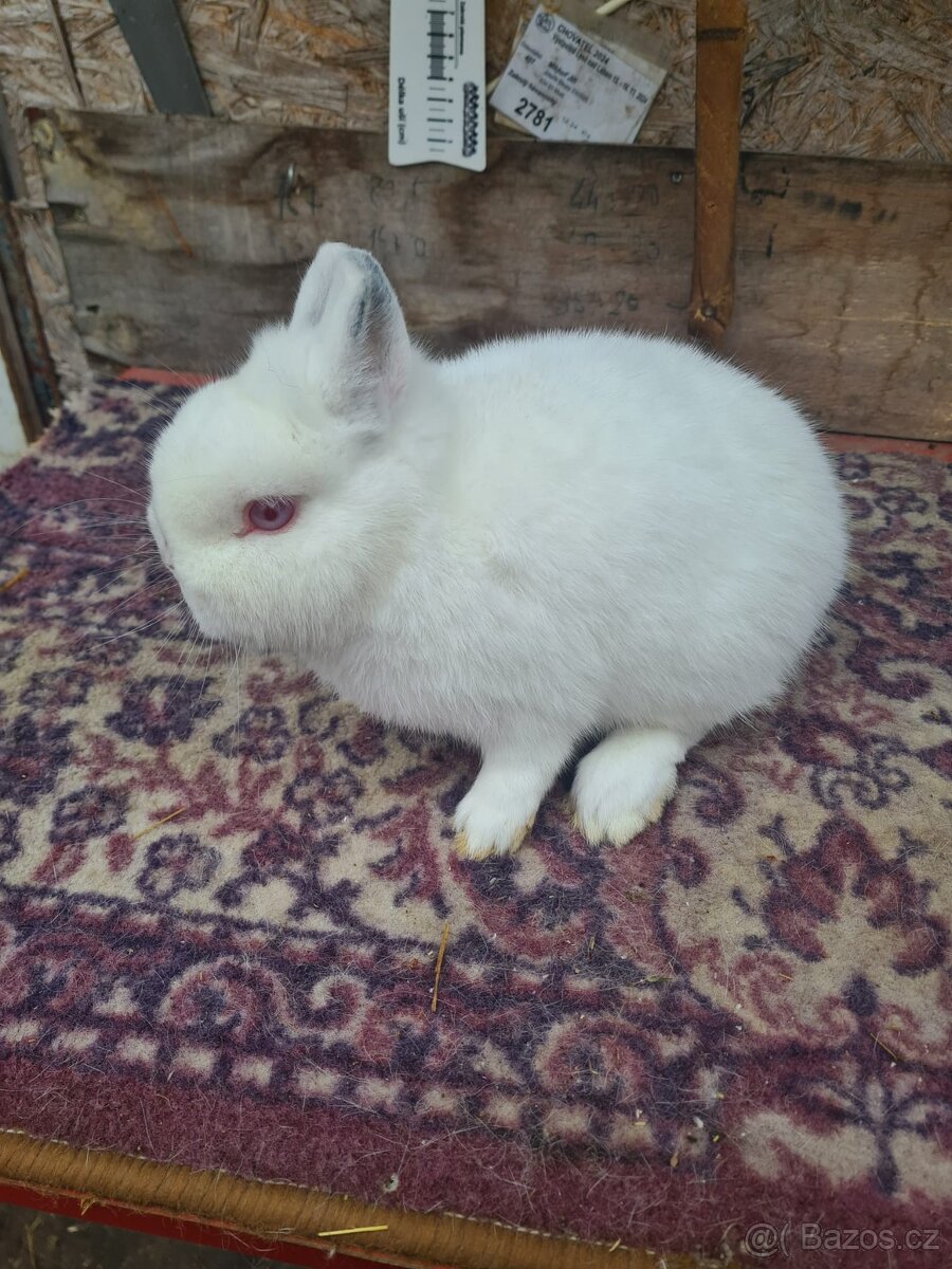 Hermelín červenooký - 3