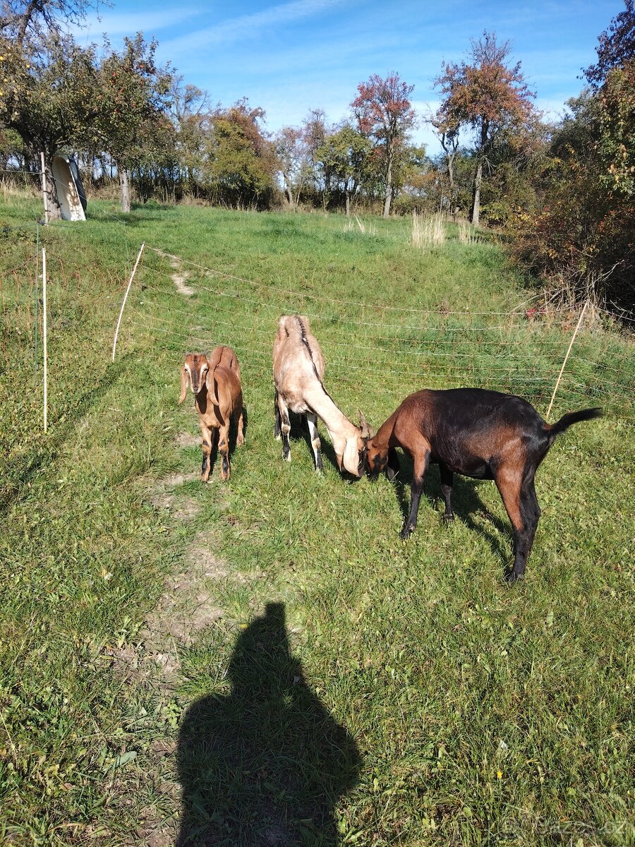 Vysoko podílové an. kozy - 3