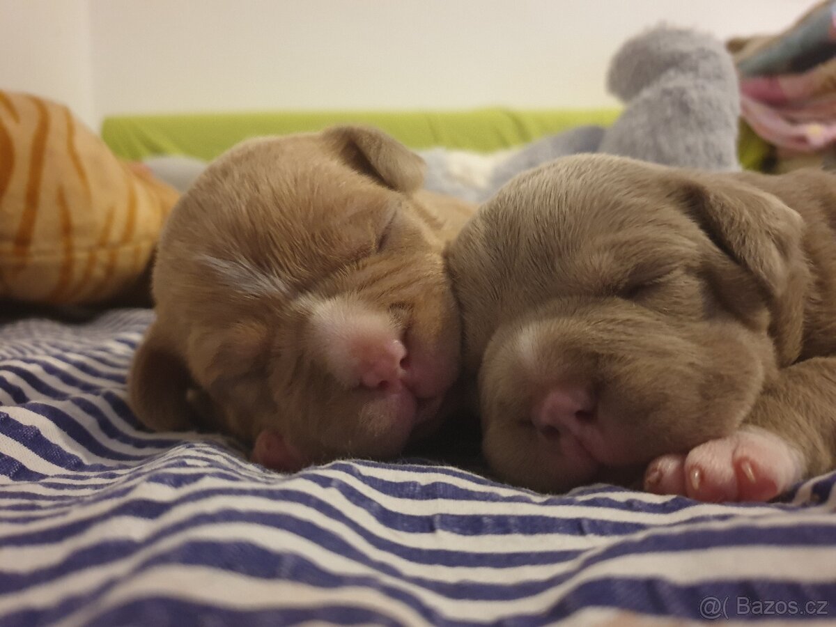 American Bully pocket - 3