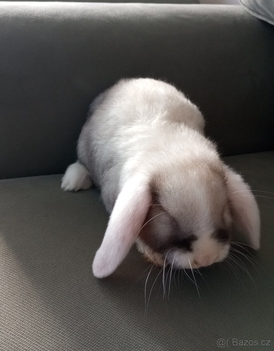 Zakrslý beránek králíček - 3