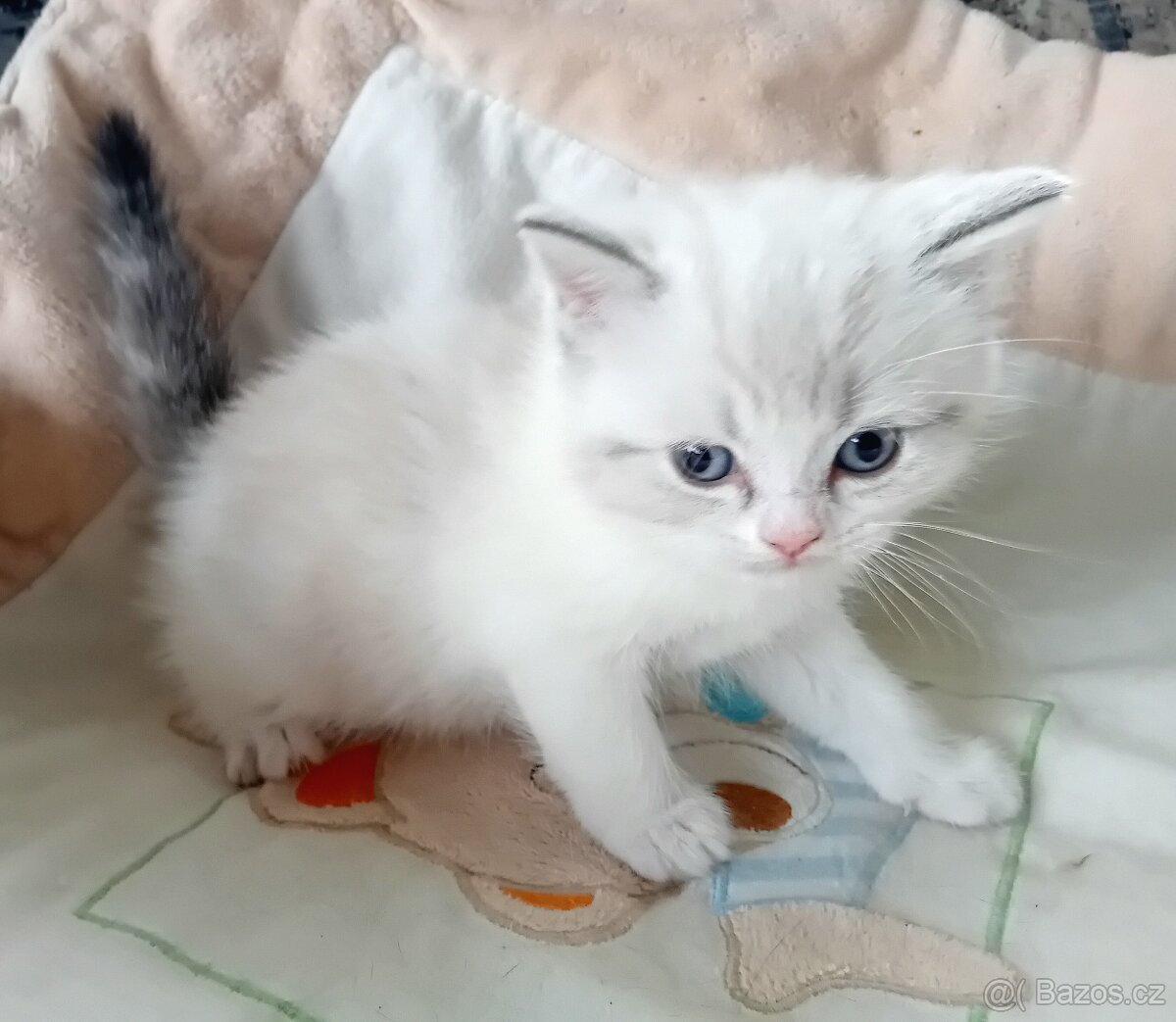 Britský kocourek s PP - 3