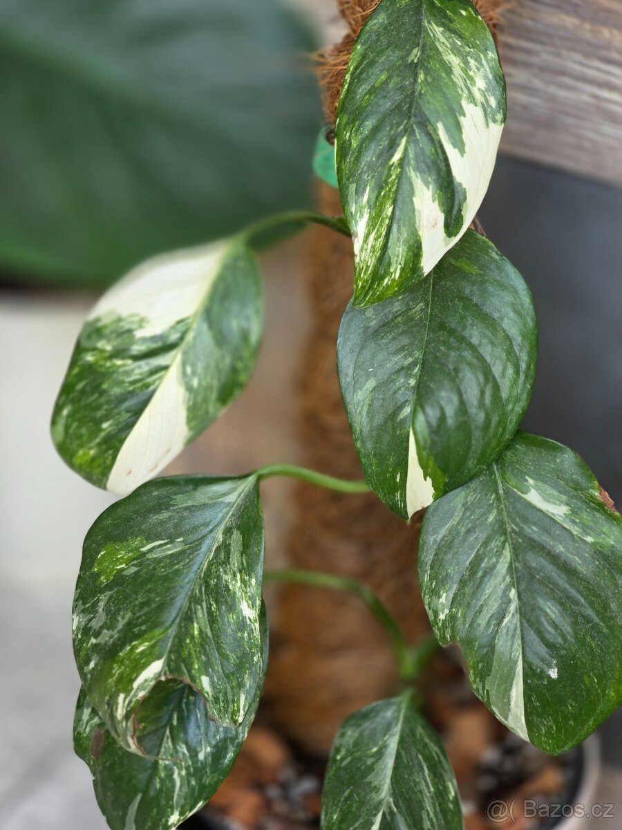 Rostlinné přebytky - 3