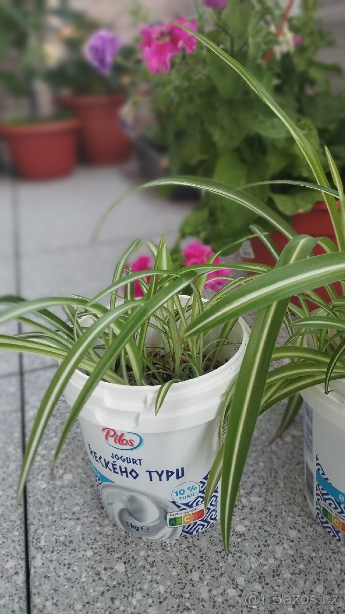 Chlorofyt – zakořeněná sazenice 🌿 - 3