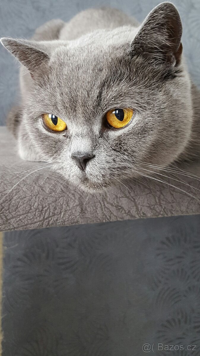 NABÍZÍM BRITSKÉ MODRÉ KOCOURKY NA PROSINEC - 3