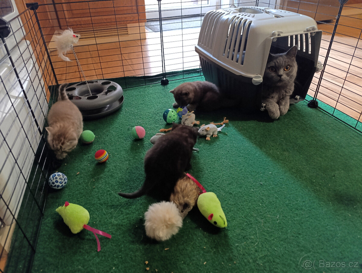 Britská koťata - 3