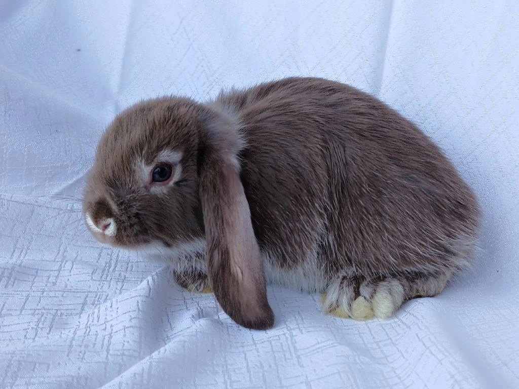 Zakrslí beránci,teddy a bílopesíkatí králíčci s rodokmenem - 3