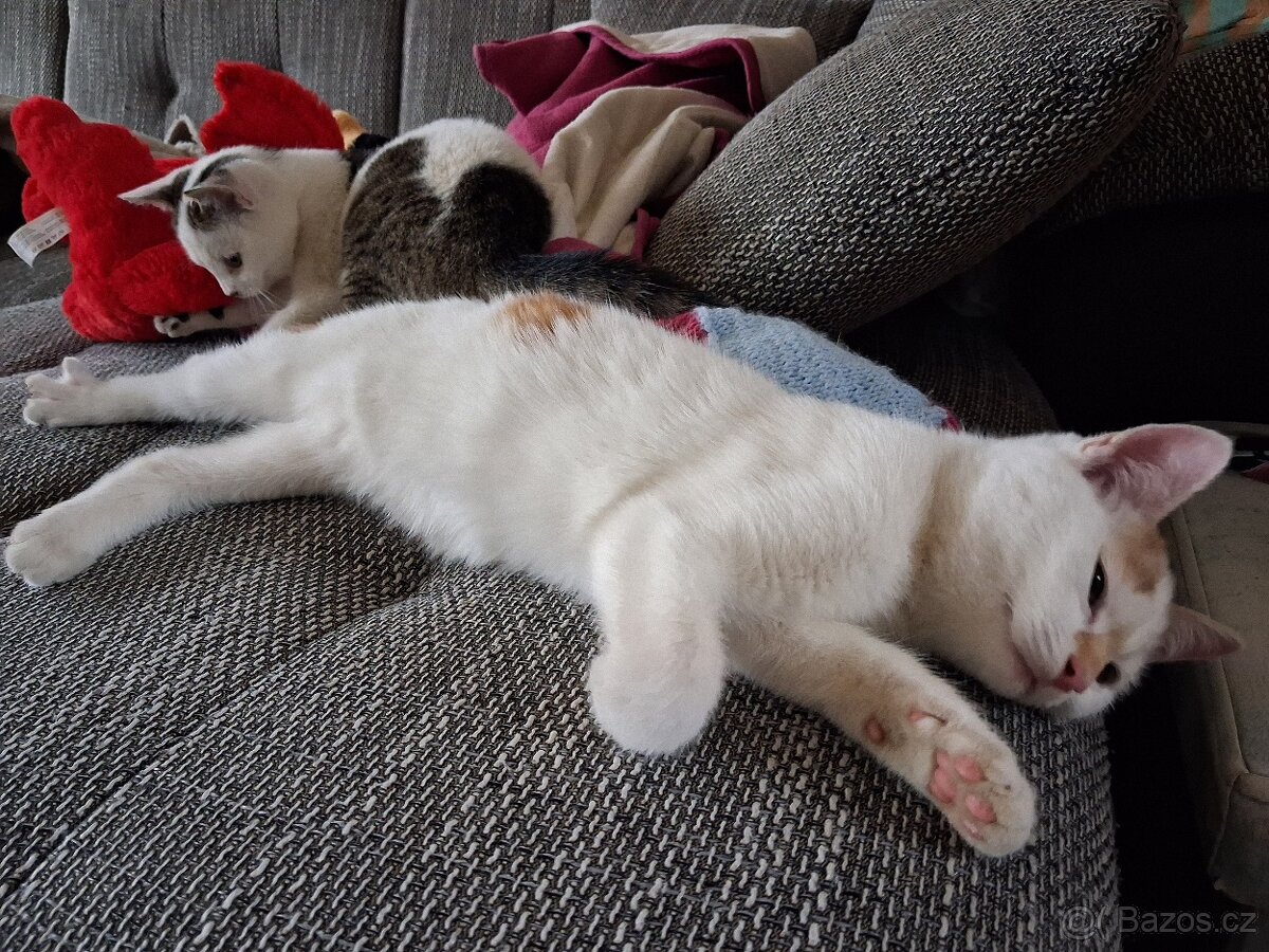 Daruji koťata - 3