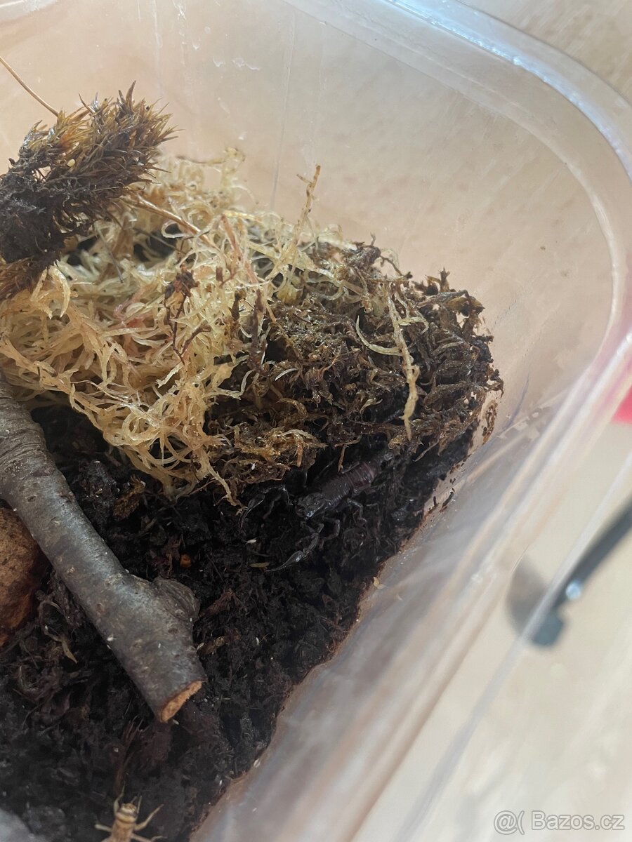 Heterometrus petersii - 3