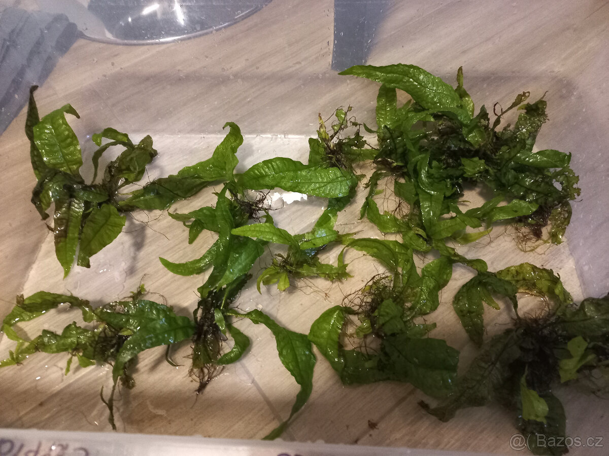 Akvarijní rostliny - 3