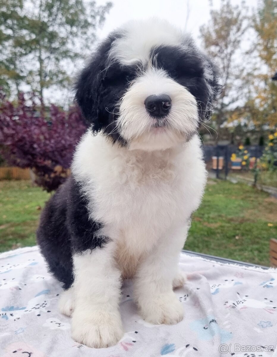 Staroanglický ovčák bobtail - 2 kluci k dispozici - 3