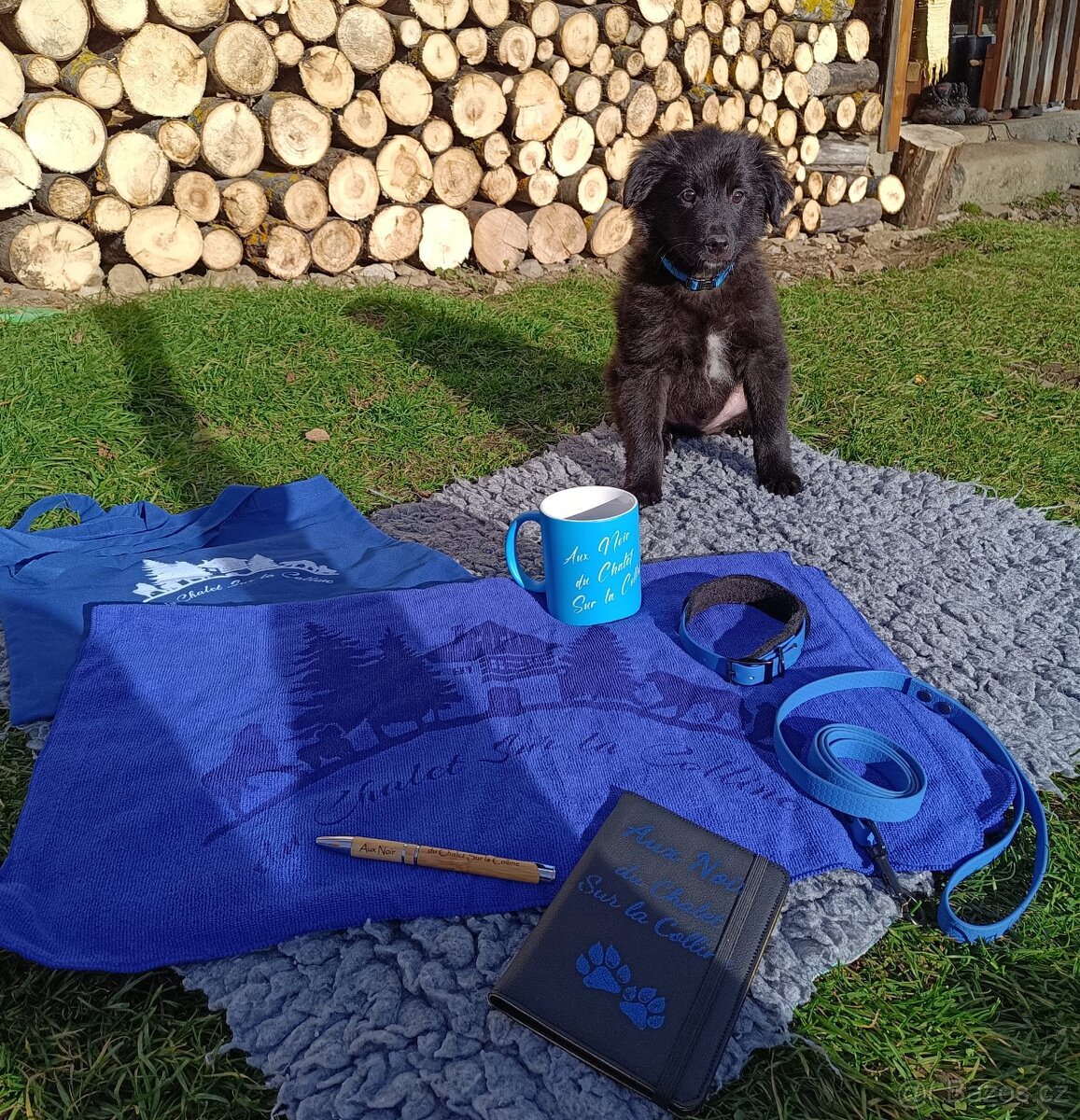 Pyrenejský ovčák FACE RASE s PP - 3