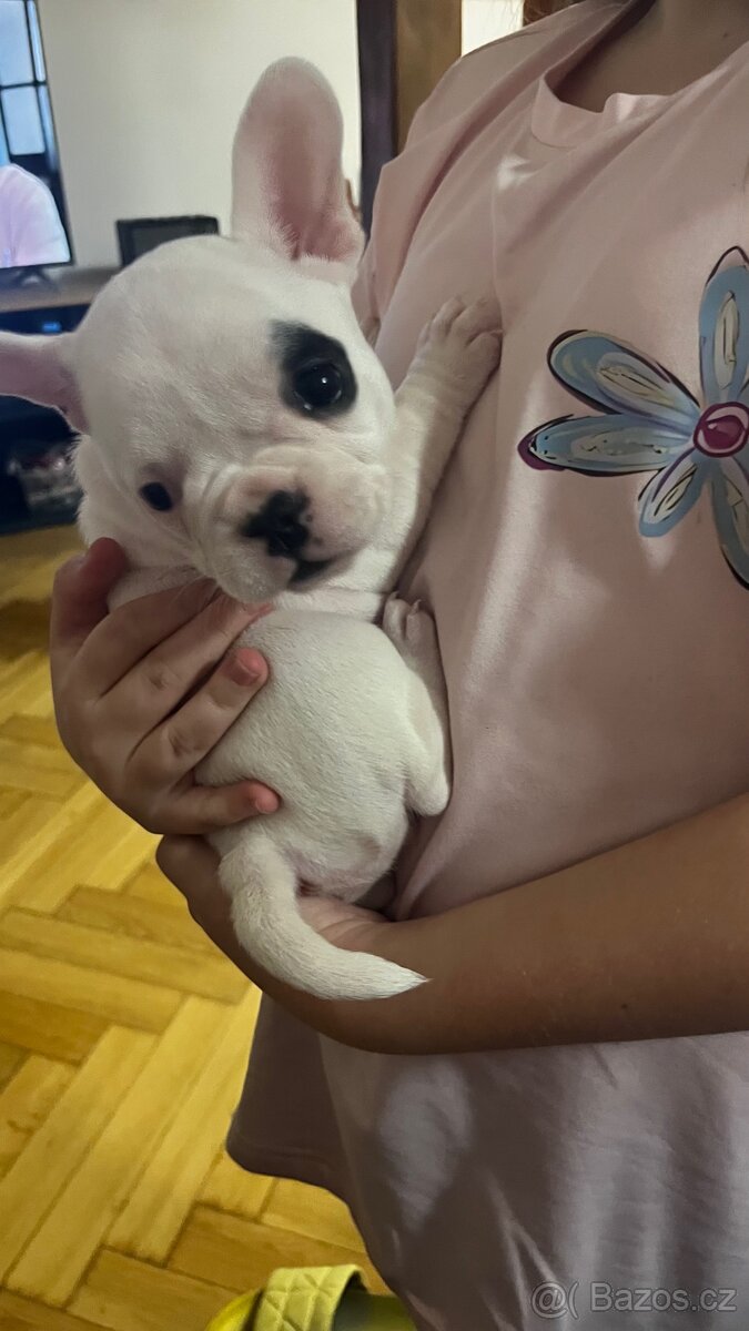 Štěňata francouzský buldoček - 3