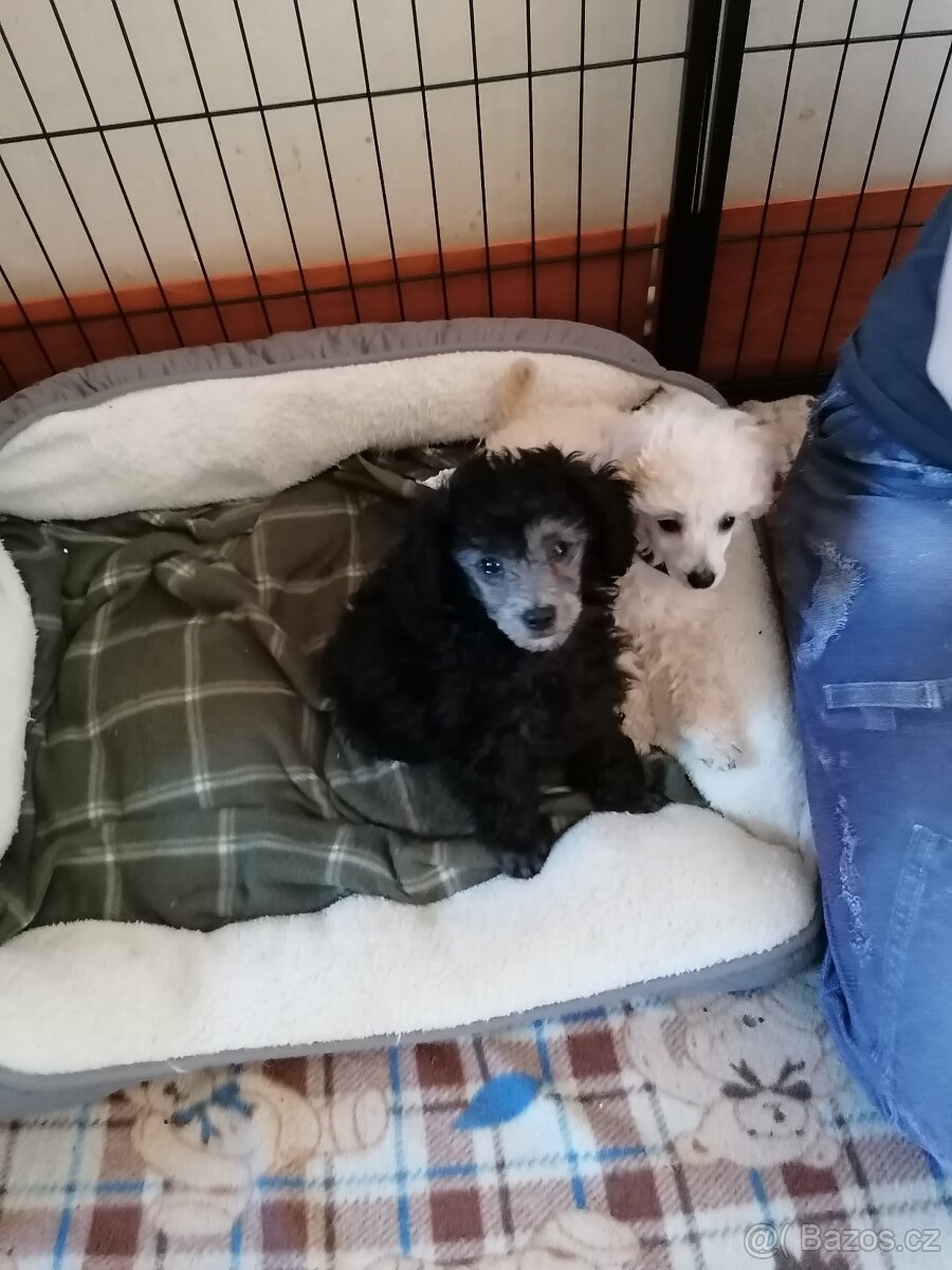 Pudl trpasličí - 3