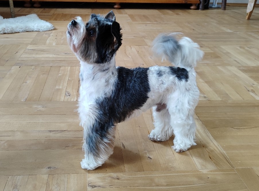 jorkšír Biewer - 3