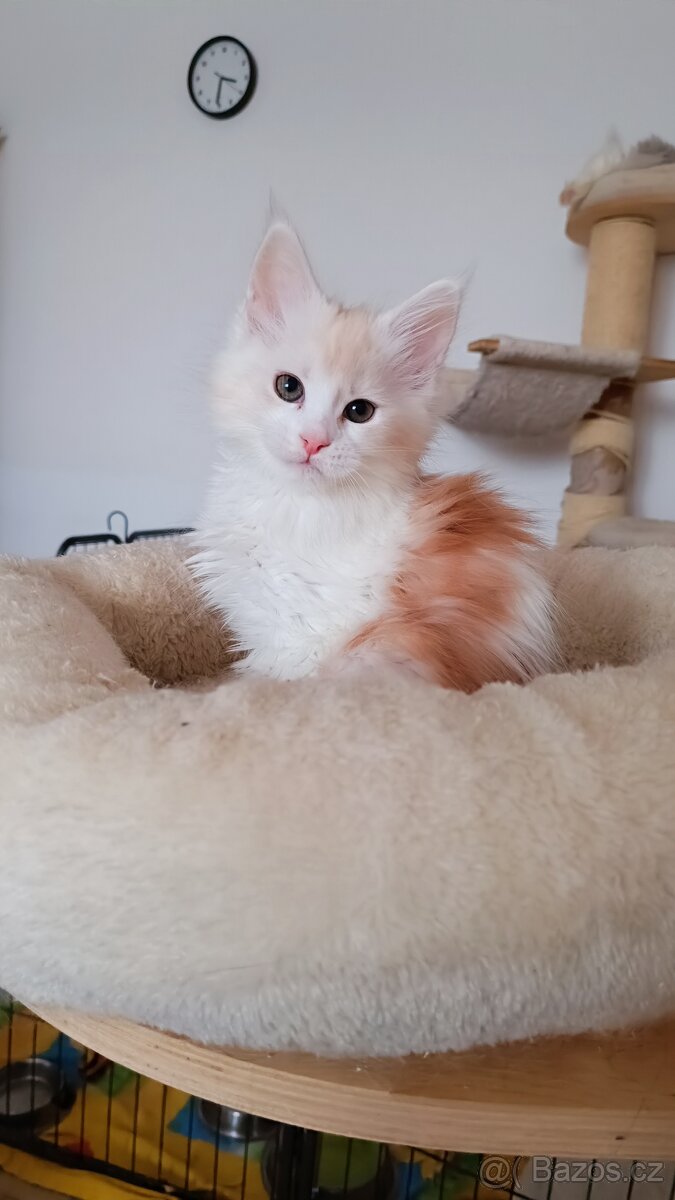 Mainská mývalí s PP - 3