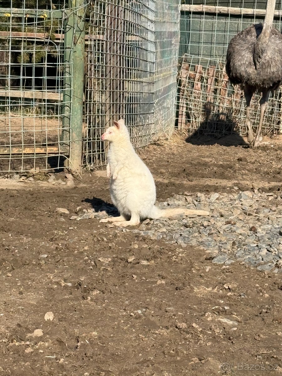 Klokan Bennettův - 3