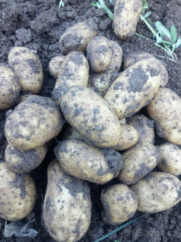 Brambory konzumní, krmné i sadbové – doprodej - 3