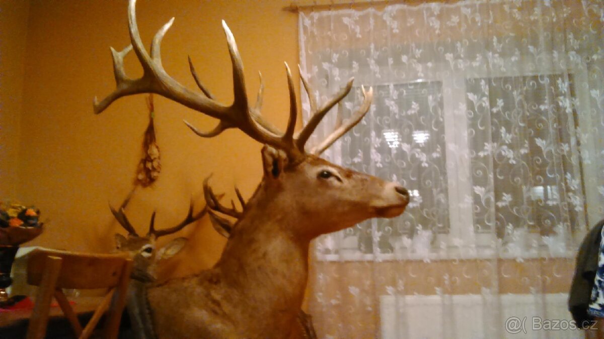 Trofej jelena.Paroží - 3