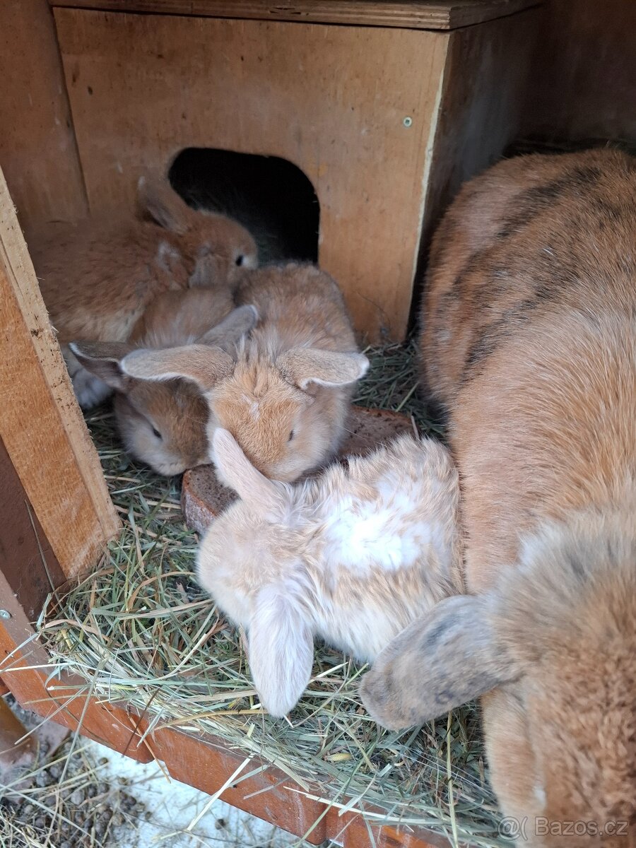 Zakrsli beránek - 3