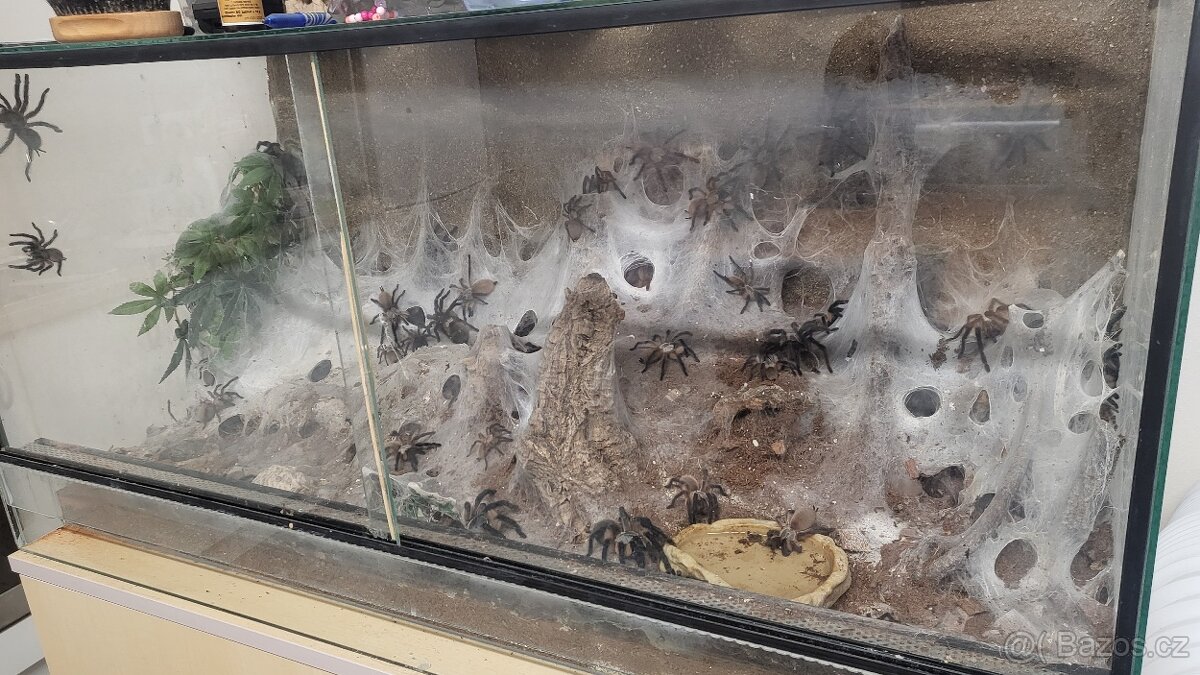 Monocentropus balfouri - 3