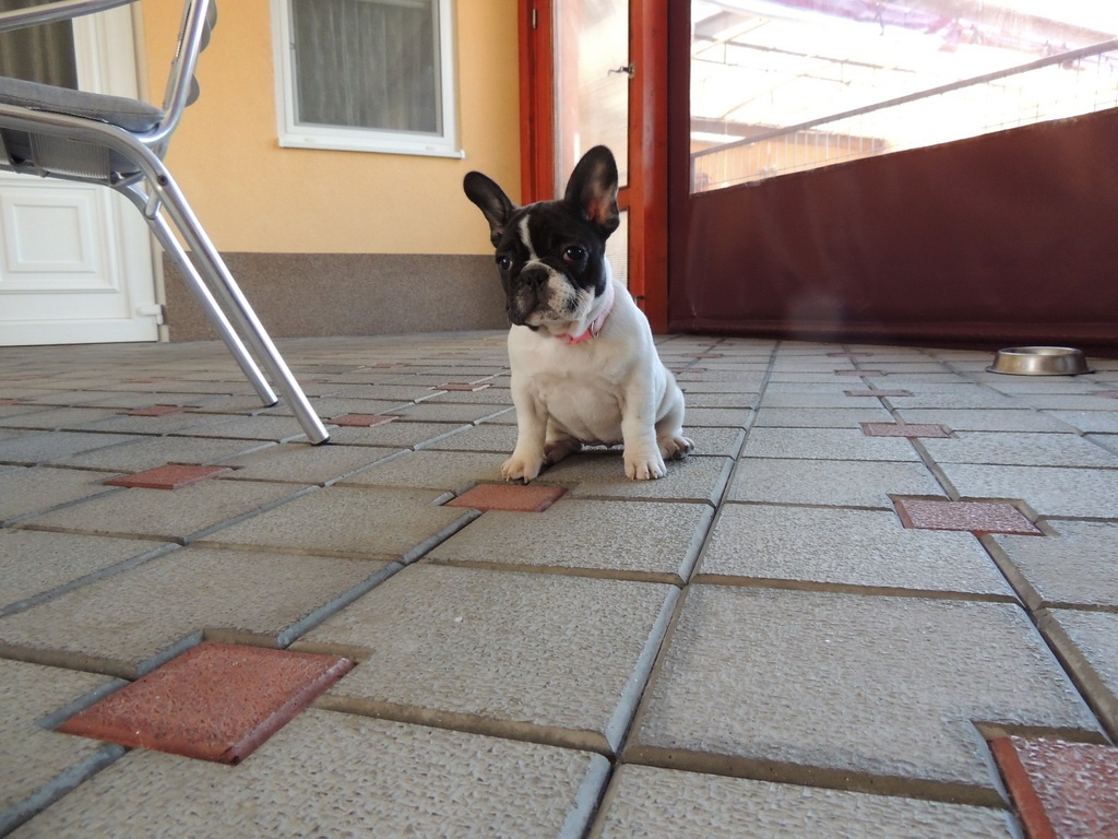 Francouzský buldoček S PP. - 3