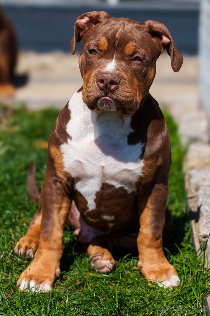 American bully XL - 3
