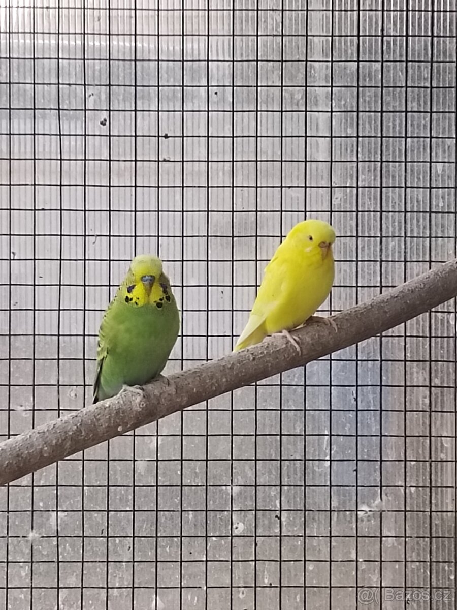 Andulka vlnkovaná - 3