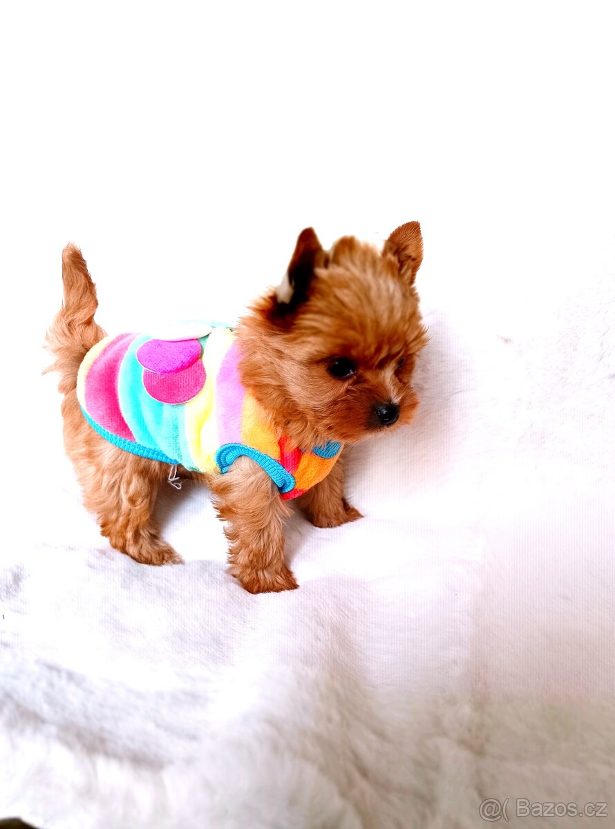 Jorkšírský teriér ve vzácné barvě zlaté s PP - 3