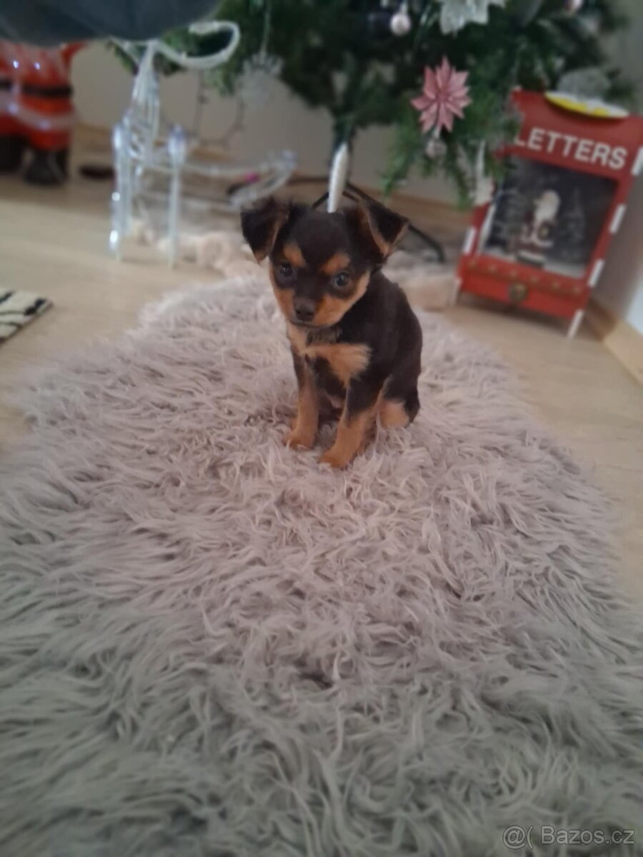 Prodám štěně čivavy - 3