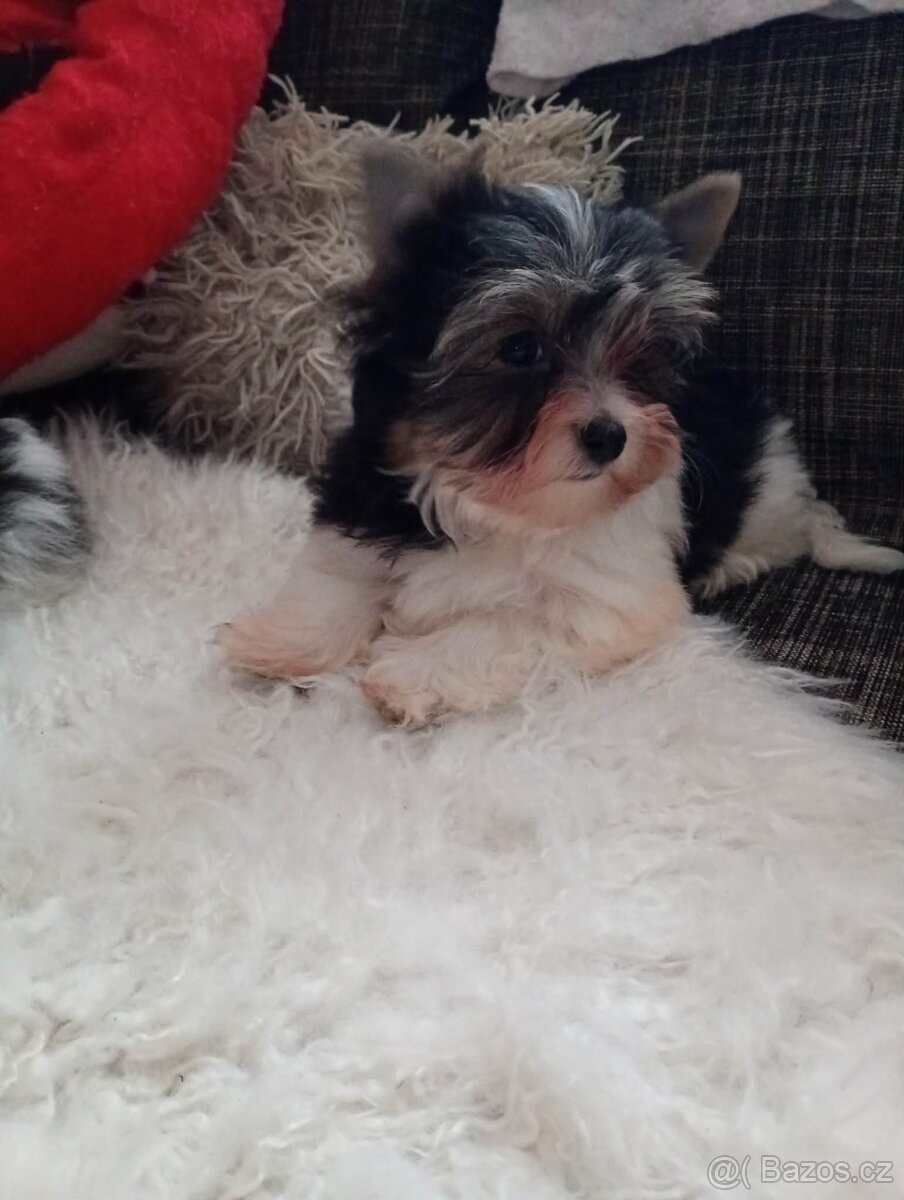 Jorkšír biewer bez pp malého vzrůstu - 3