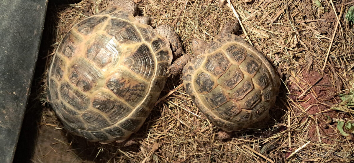 2 želvy stepní - 3